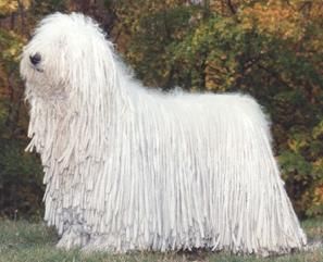 komondor.jpg
