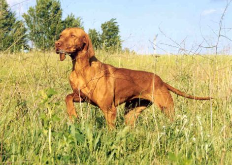rovidszoru-magyar-vizsla-05.jpg